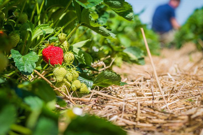 agro field strawberries