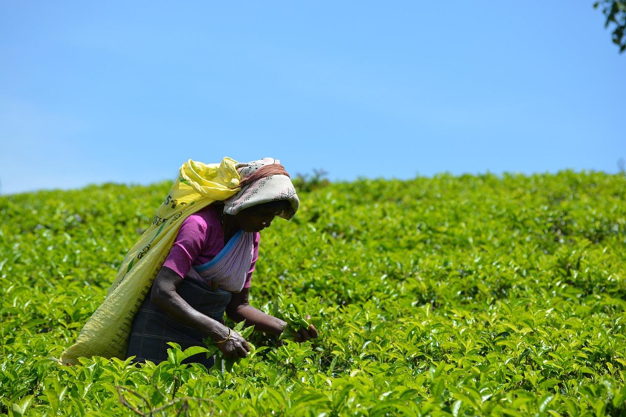 sap business one in agriculture