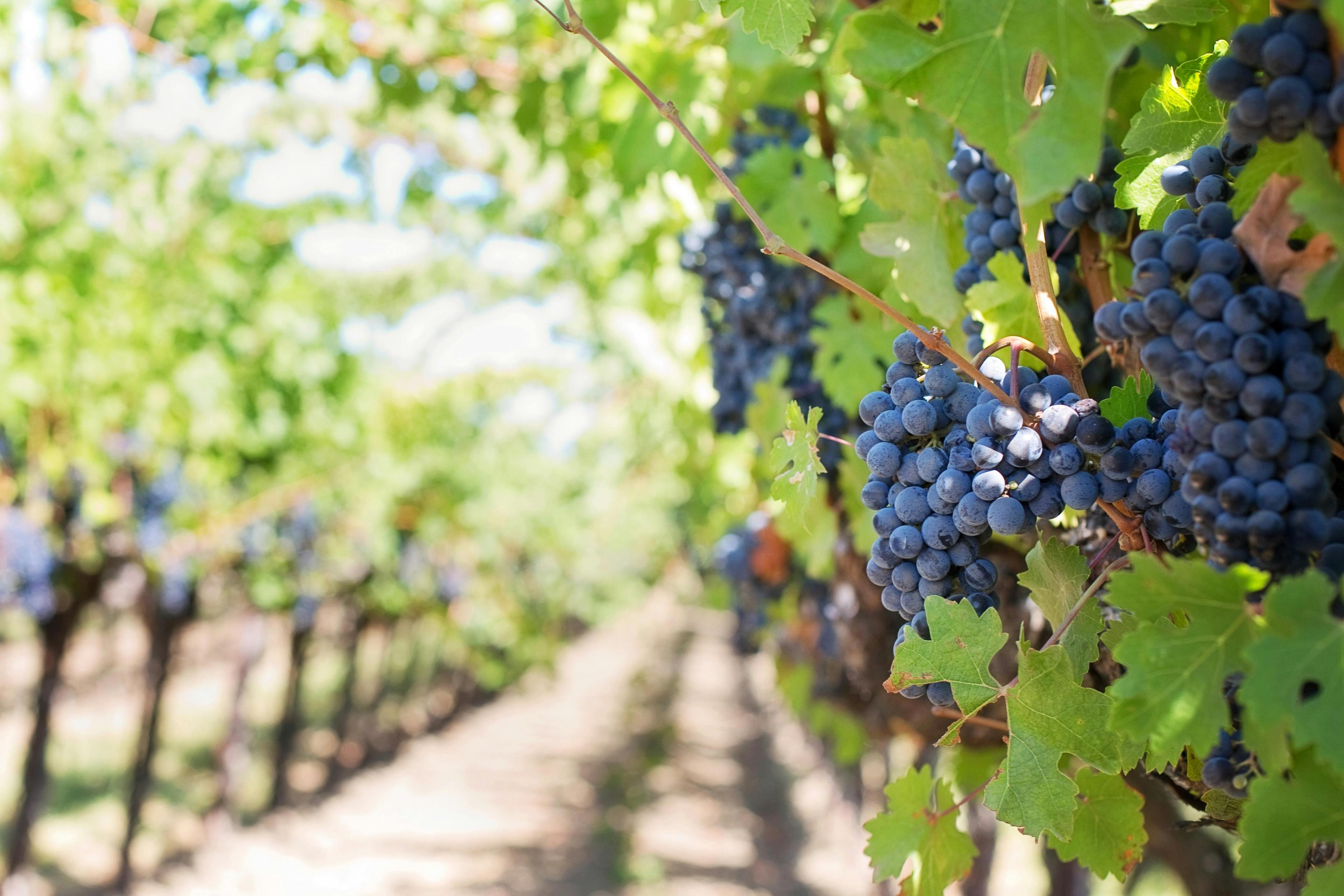 ERP in the wine industry